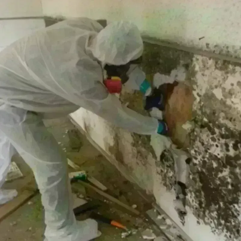 Mold Remediation and Removal in Farmington, MS